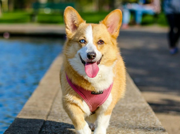 Šunų kirpimo kursai: profesionalumo pagrindas