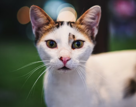 Maistas katėms: kaip išsirinkti tinkamiausią mitybą savo augintiniui